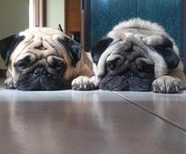 Part-time pet lovers and nannies