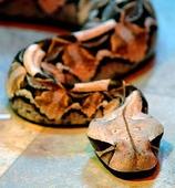 Snake's light-absorbing secret