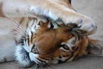 Tiger Conservation Effort Is a Success Thanks to The Courtyard by Marriott, Bhopal