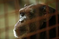 Fish and Wildlife proposes endangered listing for captive chimpanzees