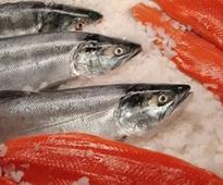 Three salmon firms accused of environmental offences