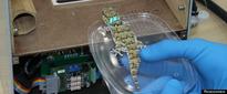 Surviving Animals Back On Earth After Record-Setting Space Mission