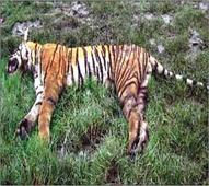 Tigress found dead in Bandhavgarh Reserve