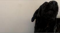 Dog sings along to his favorite song