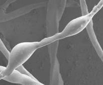 Cotton offers a new ecologically friendly way to clean up oil spills