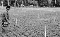 Farmer gets wise, beats drought with micro-irrigation