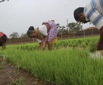 Goa govt plans to amend tenancy Act to allow contract farming