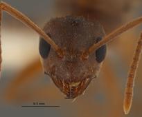 Invasive crazy ants have a taste for technology