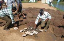 2,000 turtles rescued, released in Kolleru Lake
