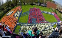 Colorful tulips in famous Keukenhof park in Lisse