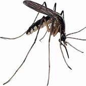 Sting of dengue at a feverish high in Bangalore