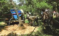 Spotted a dying tree? Soon, you can dial tree helpline
