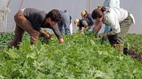 Organic food industry gaining influence in U.S.