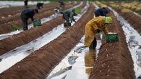 Australia, India strengthen agriculture skills ties