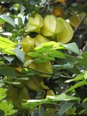 Star fruit: Bursting with vitamins