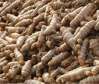 Cheaper varieties from AP hurt Erode turmeric